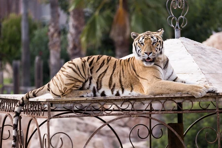 Majestic Tiger Resting