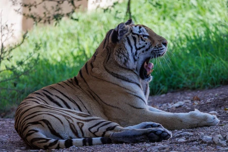 Yawning Tiger in the Wild