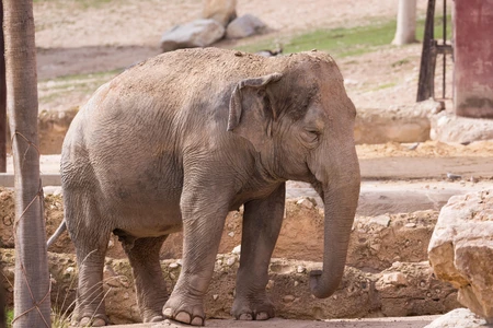 Elephant in Natural Habitat