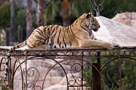 Tiger Resting on Structure