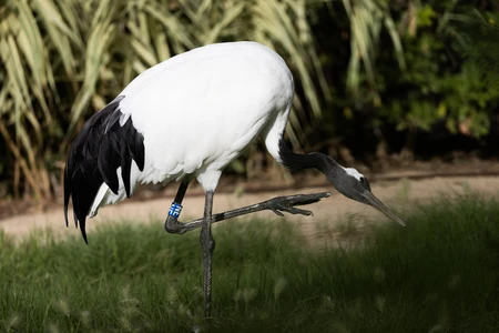 Elegant Crane in Nature