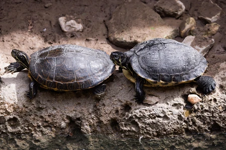 Pair of Turtles Resting on a Rock