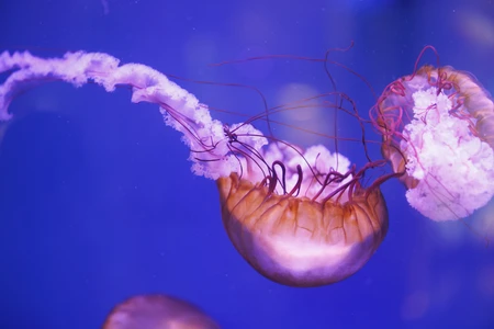 Jellyfish in Motion