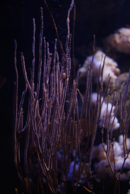 Underwater Coral Scene