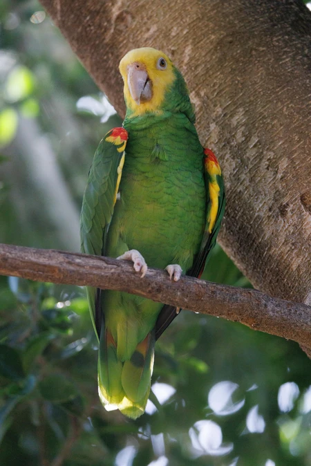 Green Parrot Perched on a Branch