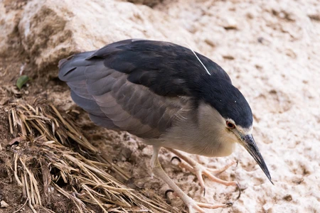 Solitary Heron