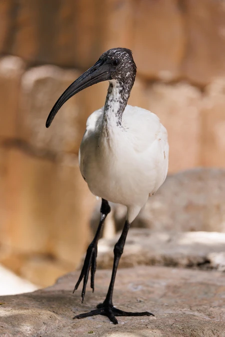 Majestic Bird Portrait