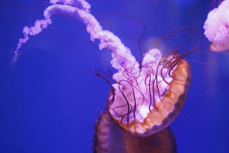 Mesmerizing Jellyfish