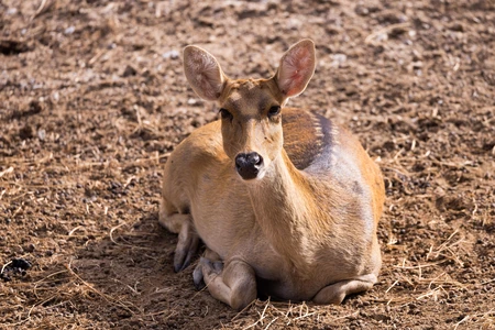 Resting Deer in Natural Habitat