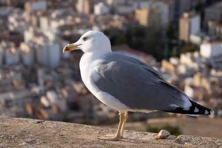 Seagull Overlooking Cityscape