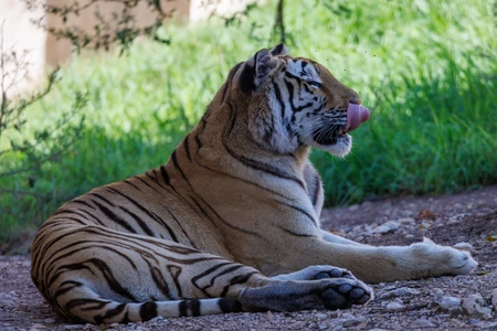 Resting Tiger