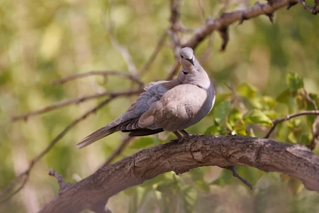 Dove on a Tree Branch