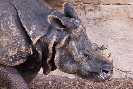 Close-up of a Rhinoceros