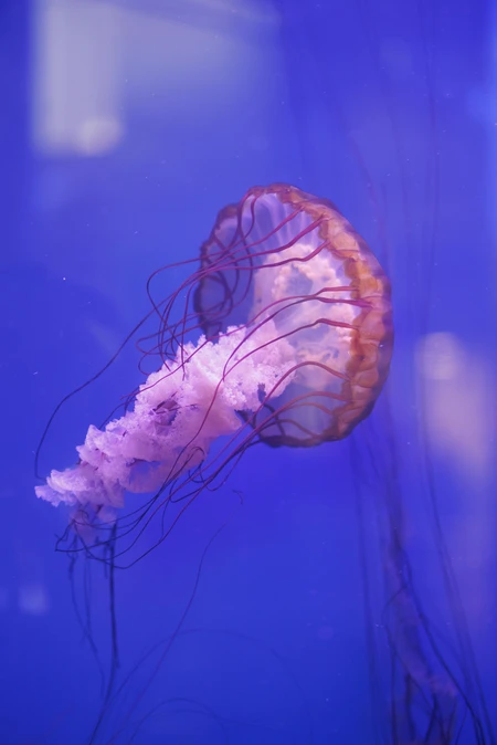 Graceful Jellyfish