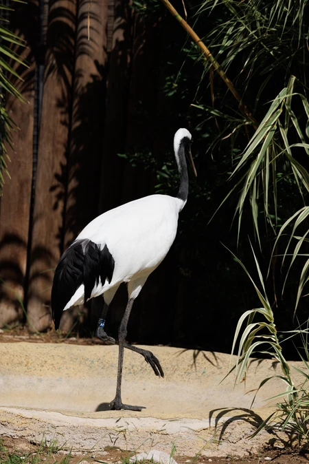 Elegant Crane