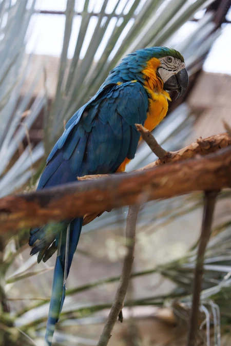 Colorful Parrot Perched on a Branch