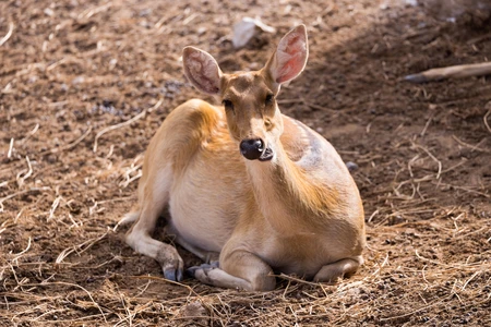 Resting Deer in Natural Habitat