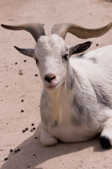 Resting Goat