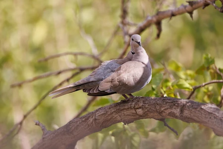 Dove on a Branch