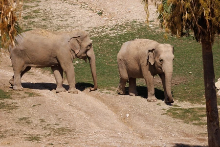 Elephants in a Natural Habitat