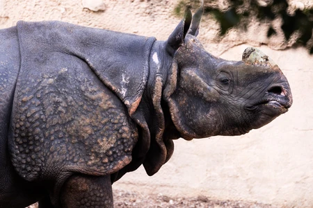 Close-up of a Rhinoceros