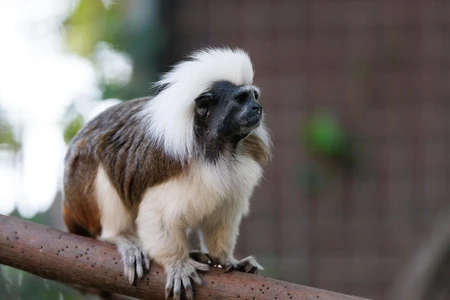 Cotton-Top Tamarin on a Branch