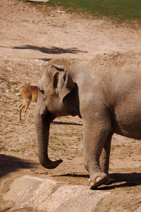 Elephant in Natural Habitat