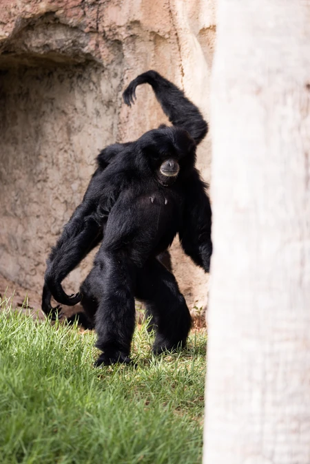 Playful Gibbon in Habitat