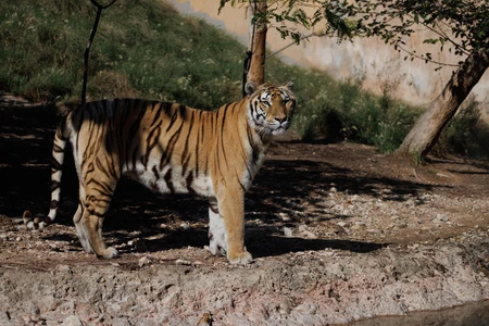 Majestic Tiger in Natural Habitat