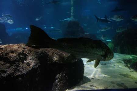 Underwater Aquarium Scene