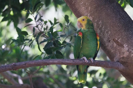 Colorful Parrot on a Branch