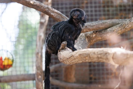 Black Monkey on Tree Branch