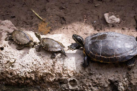 Turtles on a Log