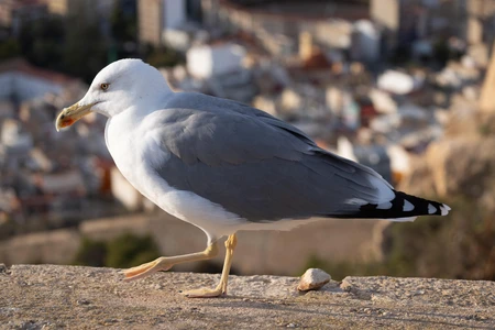 Seagull in Urban Setting