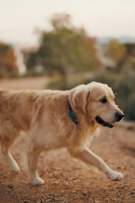 Golden Retriever on a Path