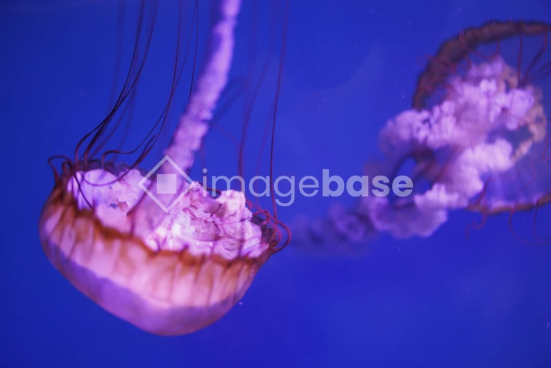 Graceful Jellyfish in Blue Waters