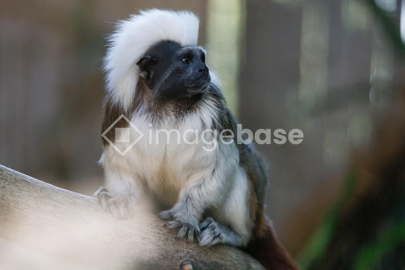 Cotton-Top Tamarin in Natural Habitat