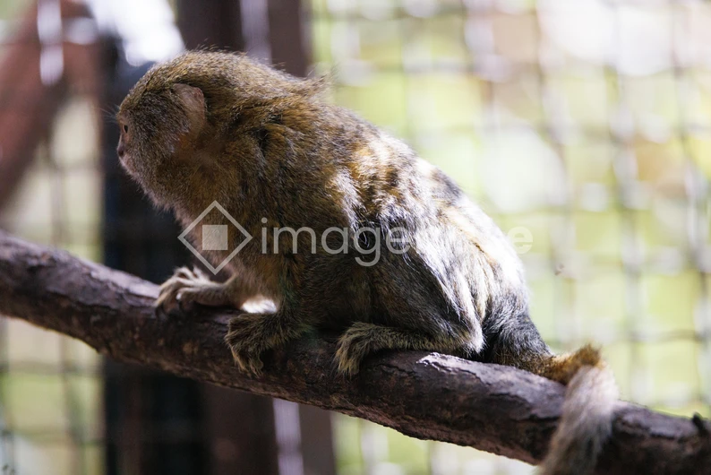 Monkey on a Branch