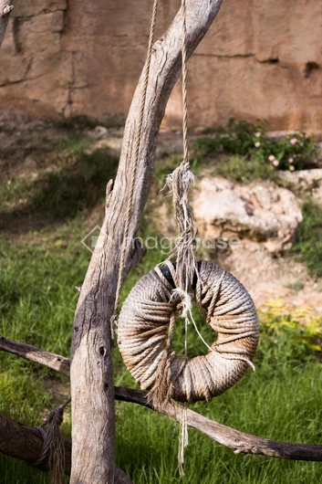 Rustic Rope Swing