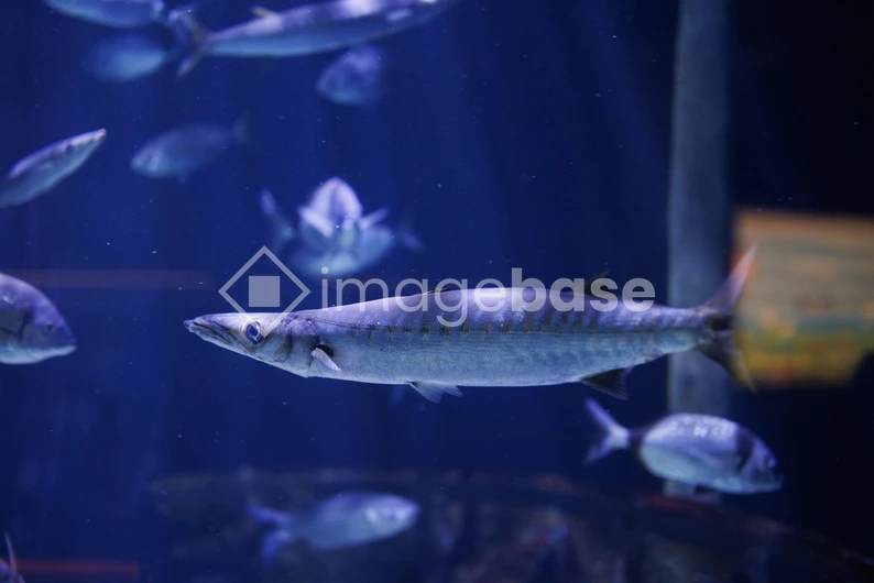 Aquarium Barracuda