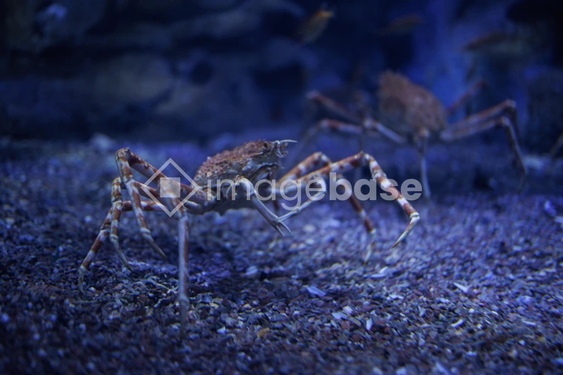 Underwater Crabs