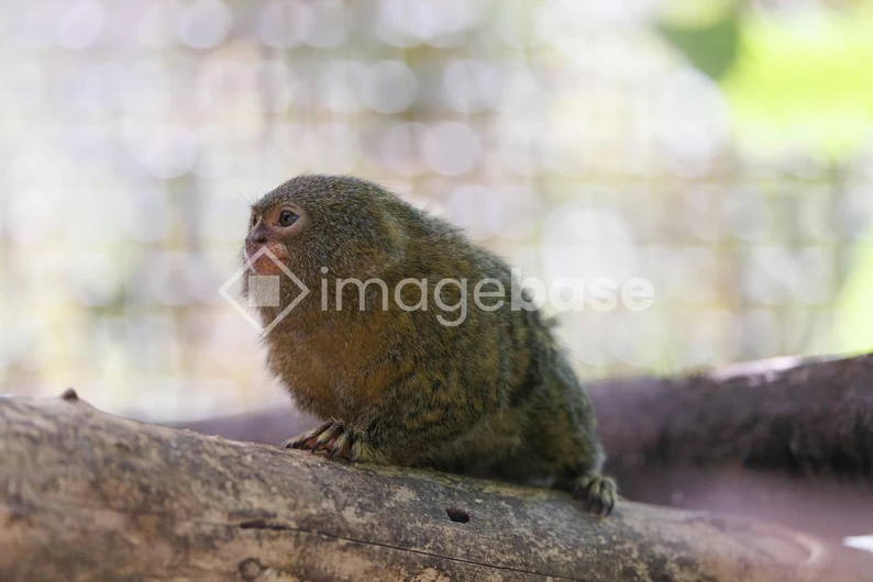 Pygmy Marmoset in Habitat